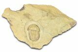 Lower Cambrian Bondonella Trilobite - Issafen, Morocco #381188-1